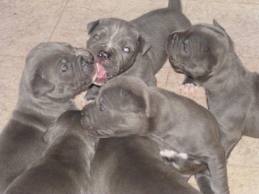 Nariz Azul Pitbull Cachorro para venda