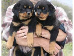 Qualidade de Rottweiler macho e fêmea Cachorro disponíveis