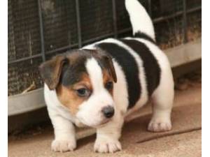 Os Cachorro de cachorro Jack Russell Venda