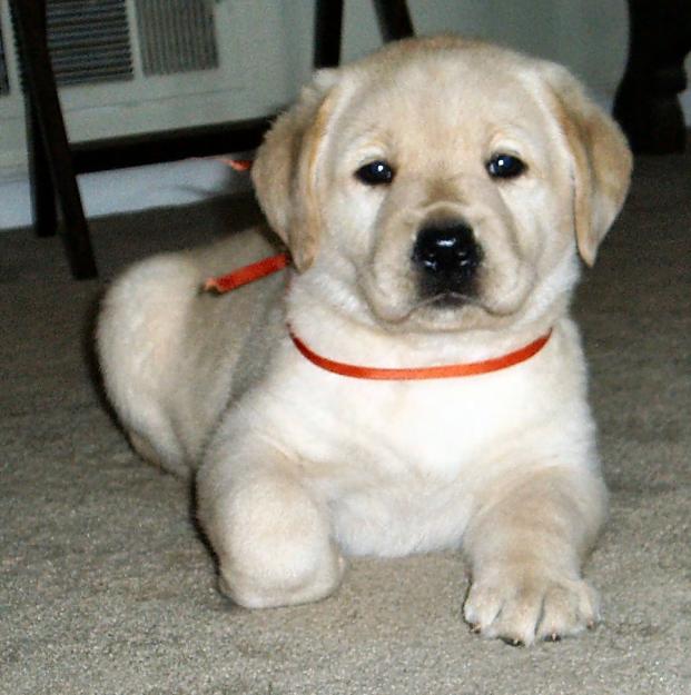 Cachorro DE LABRADOR RETRIEVER