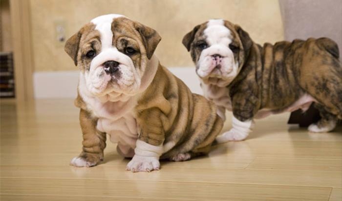 Cachorro Bulldog Inglês