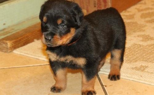  Rottweiler Cachorros