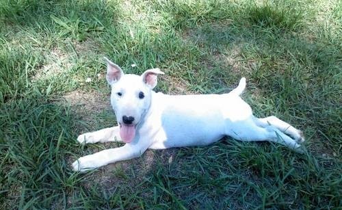  Bull terrier   