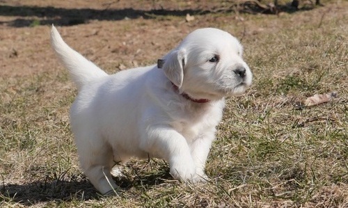 Golden Retriever
