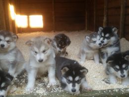 CACHORROS Alaskan Malamute