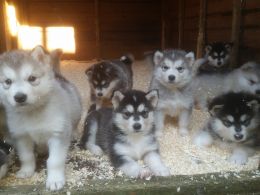 CACHORROS Alaskan Malamute