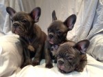  Todos os Cachorro de cachorro azul Buldogue francês 