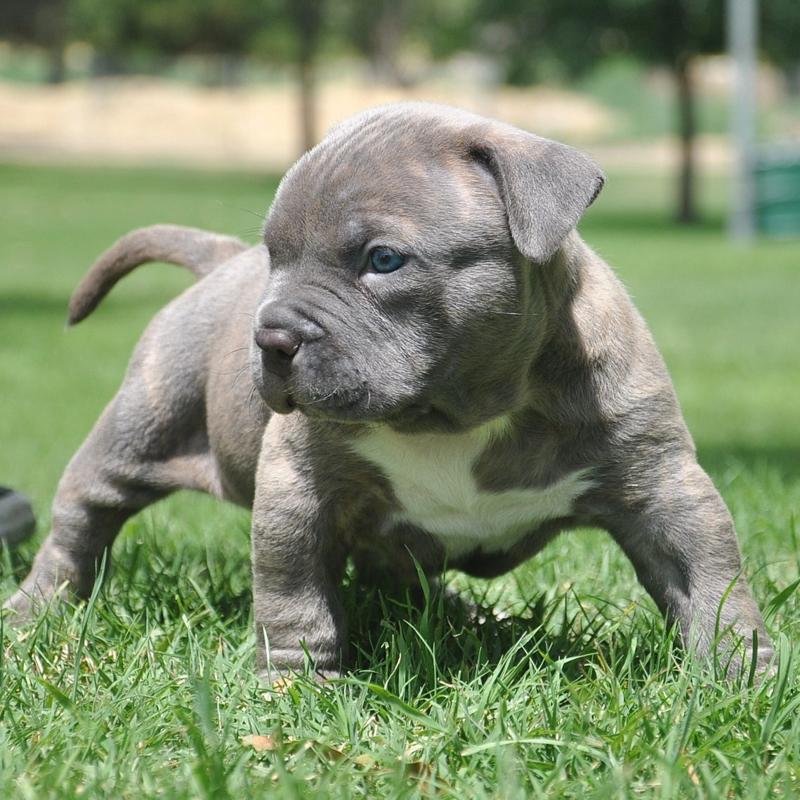 ACK PIT BULL  Cachorro  para venda