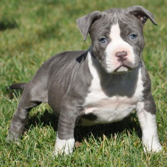 ACK PIT BULL  Cachorro  para venda