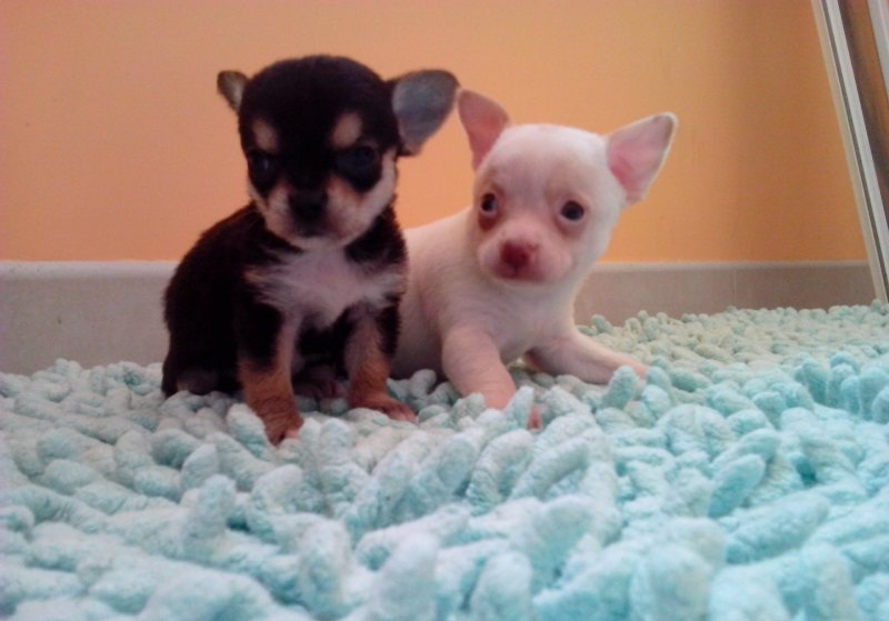 Chihuahuas 