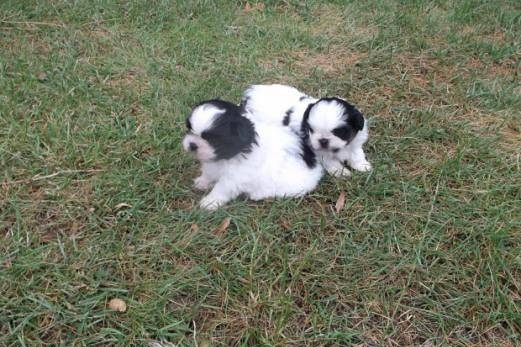 Shih Tzu Cachorro