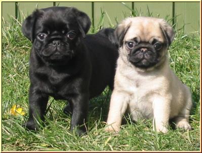 Cachorro de pug disponíveis