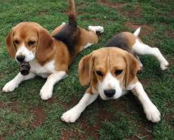 Beagles