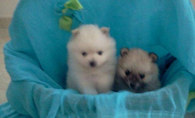 Pomerânia Cachorro de cachorro