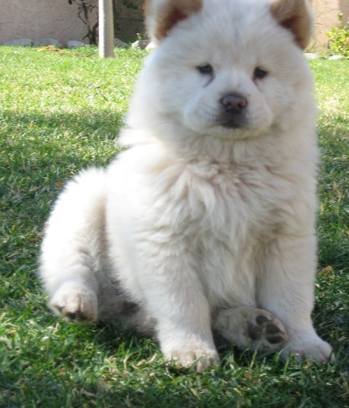 Chow chow miniatura