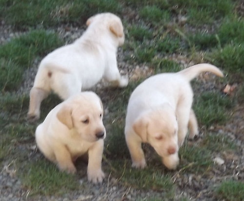  labrador retriever disponíveis.