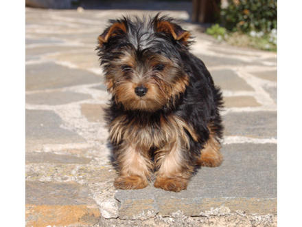  Yorkshire terrier 