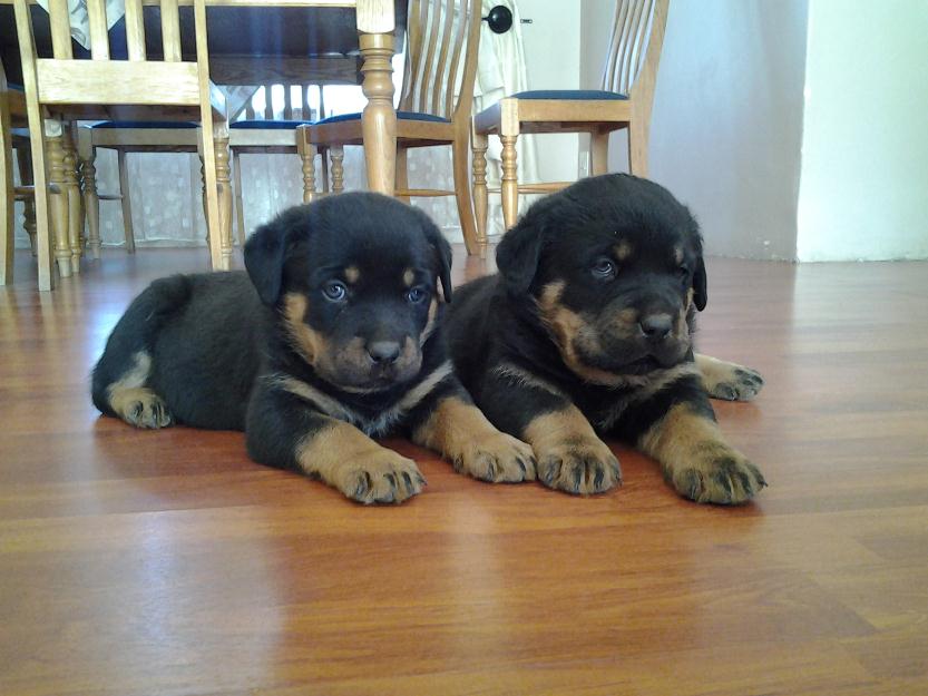 Rottweiler puros Cachorros