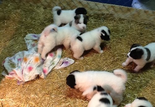 Cachorro DE AKITA Adorável para venda