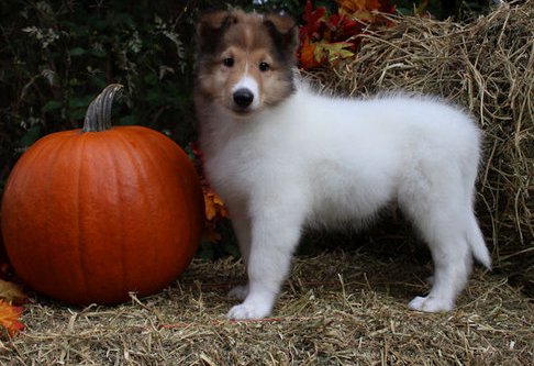 Cachorro de raça pura Collie Venda