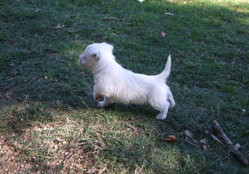 West Highland White Terrier