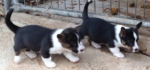 Cachorro Pembroke Welsh Corgi para casas adoráveis