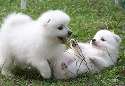 Cachorro spitz Terrier japoneses para venda