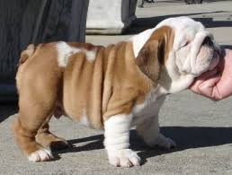 Bulldog Ingles Cachorro