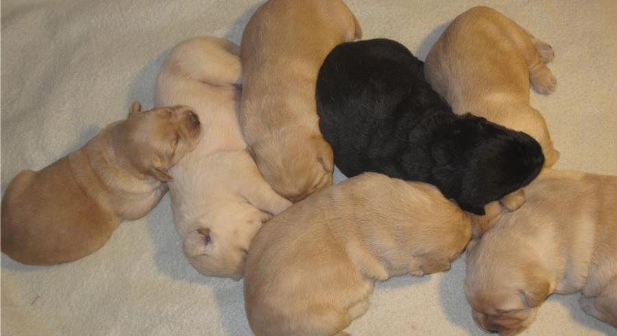 Cachorro de labrador retriever para venda