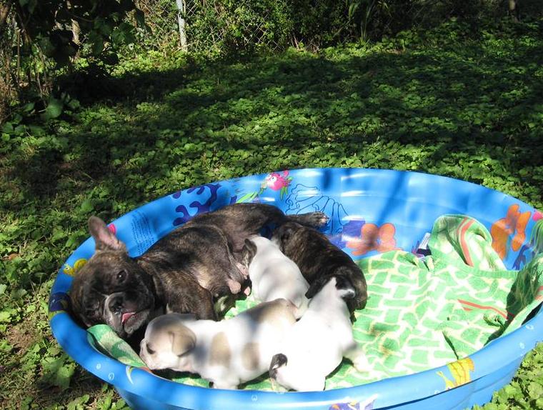 Cachorro bulldog francês para venda