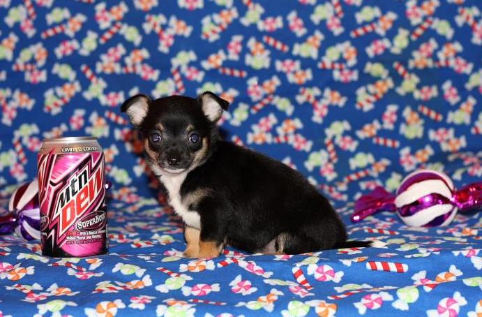 chihuahua cachorros machos e fêmeas para venda