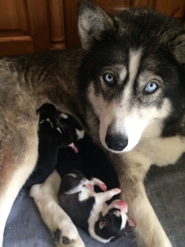 3 Cachorro de cachorro Husky Siberiano Esquerda