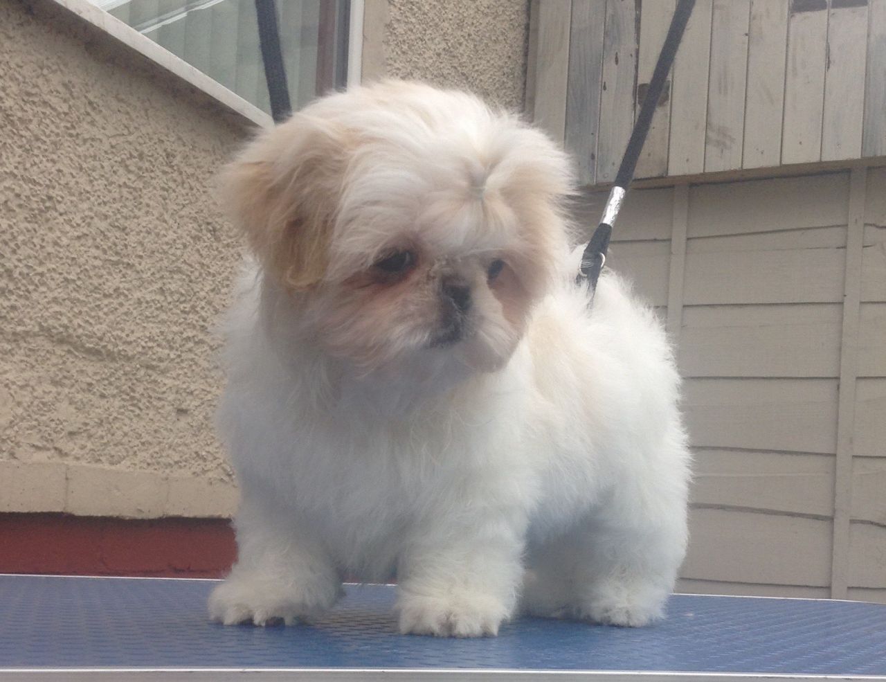 Cachorro de cachorro Shih Tzu