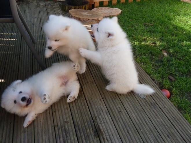 Os Cachorro de cachorro do Samoyed