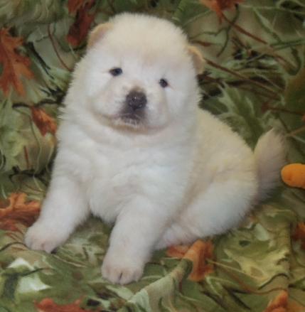 CACHORROS CHOW CHOW PARA SU APROBACION Raza: Chow Chow