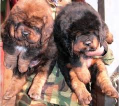 Mastiffs tibetanos filhotes para venda